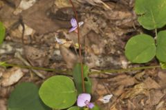Prostrate Ticktrefoil, Desmodium rotundifolium