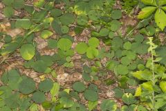 Prostrate Ticktrefoil, Desmodium rotundifolium