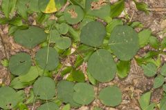 Prostrate Ticktrefoil, Desmodium rotundifolium