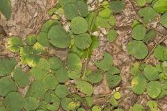 Prostrate Ticktrefoil, Desmodium rotundifolium