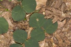 Prostrate Ticktrefoil, Desmodium rotundifolium