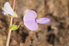 Prostrate Ticktrefoil, Desmodium rotundifolium