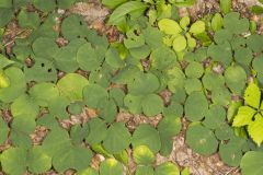 Prostrate Ticktrefoil, Desmodium rotundifolium