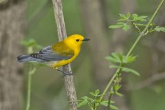 Prothonotary Warbler, Protonotaria citrea