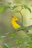 Prothonotary Warbler, Protonotaria citrea
