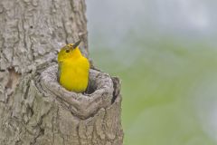Prothonotary Warbler, Protonotaria citrea