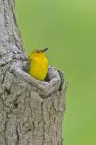 Prothonotary Warbler, Protonotaria citrea