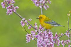 Prothonotary Warbler, Protonotaria citrea
