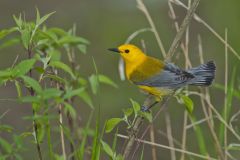 Prothonotary Warbler, Protonotaria citrea
