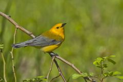 Prothonotary Warbler, Protonotaria citrea
