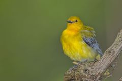 Prothonotary Warbler, Protonotaria citrea