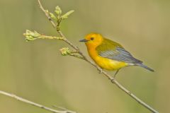 Prothonotary Warbler, Protonotaria citrea