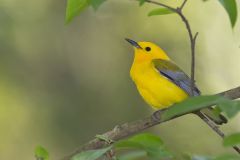 Prothonotary Warbler, Protonotaria citrea