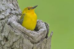 Prothonotary Warbler, Protonotaria citrea