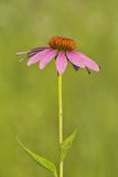 Purple Coneflower, Echinacia Purpurea