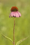 Purple Coneflower, Echinacia Purpurea
