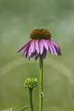 Purple Coneflower, Echinacia Purpurea