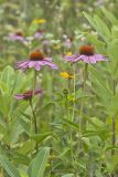 Purple Coneflower, Echinacia Purpurea