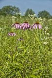Purple Coneflower, Echinacia Purpurea