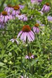 Purple Coneflower, Echinacia Purpurea