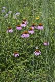 Purple Coneflower, Echinacia Purpurea