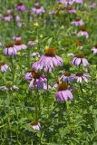 Purple Coneflower, Echinacia Purpurea