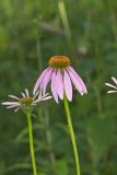 Purple Coneflower, Echinacia Purpurea