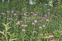 Purple Coneflower, Echinacia Purpurea