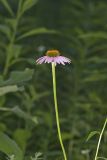 Purple Coneflower, Echinacia Purpurea