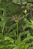Purple Coneflower, Echinacia Purpurea
