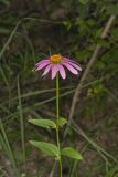 Purple Coneflower, Echinacia Purpurea