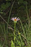Purple Coneflower, Echinacia Purpurea
