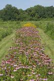 Purple Coneflower, Echinacia Purpurea