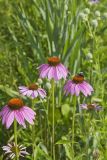 Purple Coneflower, Echinacia Purpurea