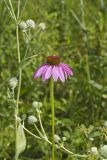 Purple Coneflower, Echinacia Purpurea