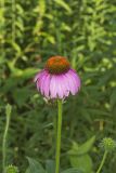 Purple Coneflower, Echinacia Purpurea