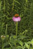 Purple Coneflower, Echinacia Purpurea