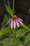 Purple Coneflower, Echinacia Purpurea