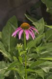 Purple Coneflower, Echinacia Purpurea