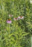 Purple Coneflower, Echinacia Purpurea