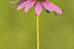 Purple Coneflower, Echinacia Purpurea