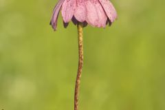 Purple Coneflower, Echinacia Purpurea