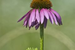 Purple Coneflower, Echinacia Purpurea