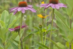 Purple Coneflower, Echinacia Purpurea