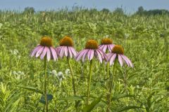 Purple Coneflower, Echinacia Purpurea