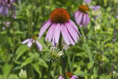 Purple Coneflower, Echinacia Purpurea