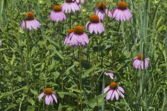 Purple Coneflower, Echinacia Purpurea