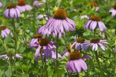 Purple Coneflower, Echinacia Purpurea