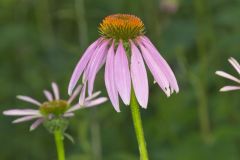 Purple Coneflower, Echinacia Purpurea