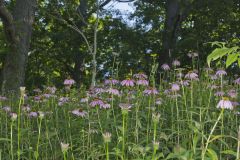 Purple Coneflower, Echinacia Purpurea
